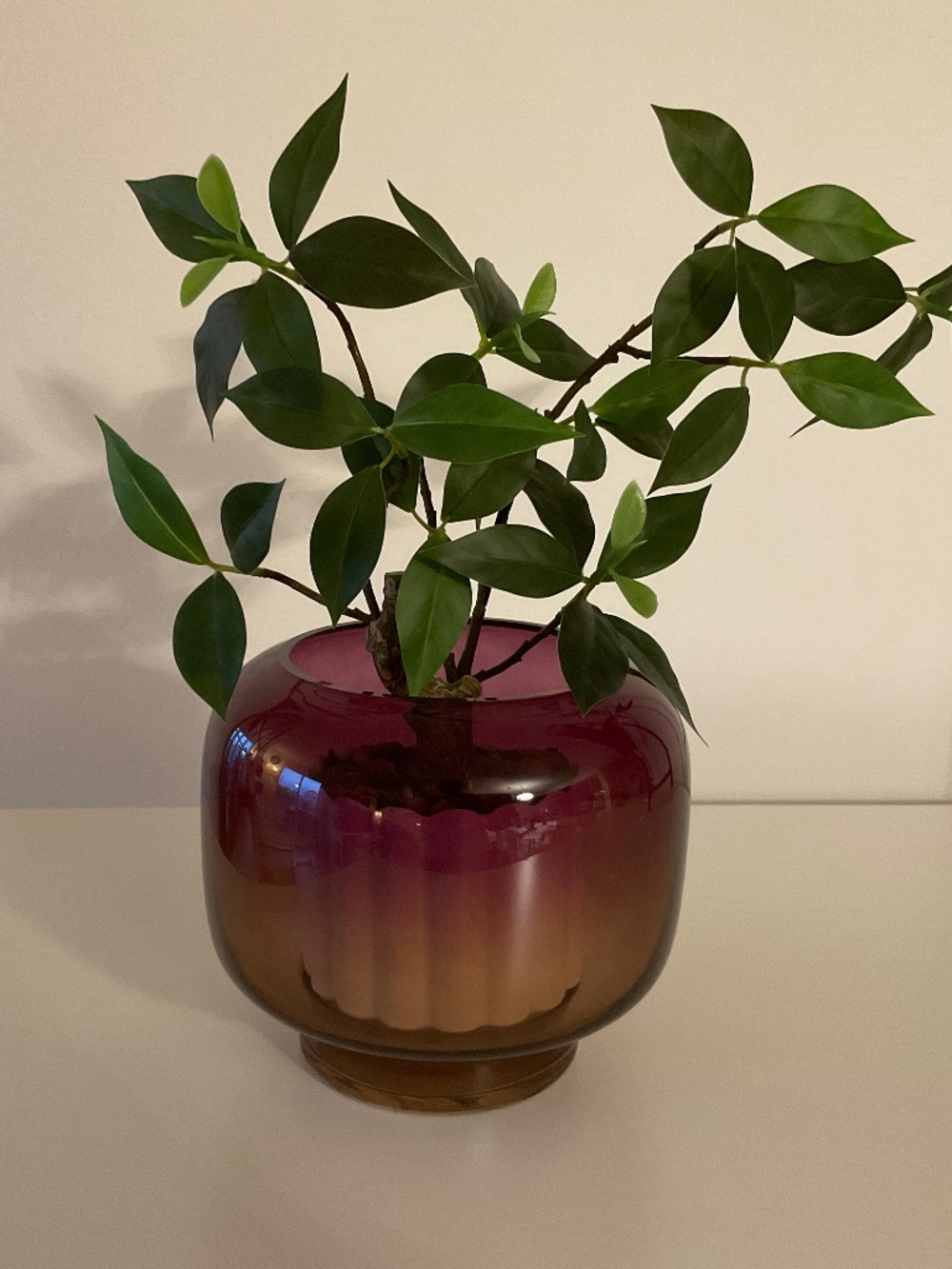 CB2 Coco Glass Hurricane Candle Holder/Vase (Small Size)